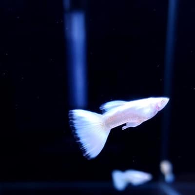 [세종] 도댕아쿠아