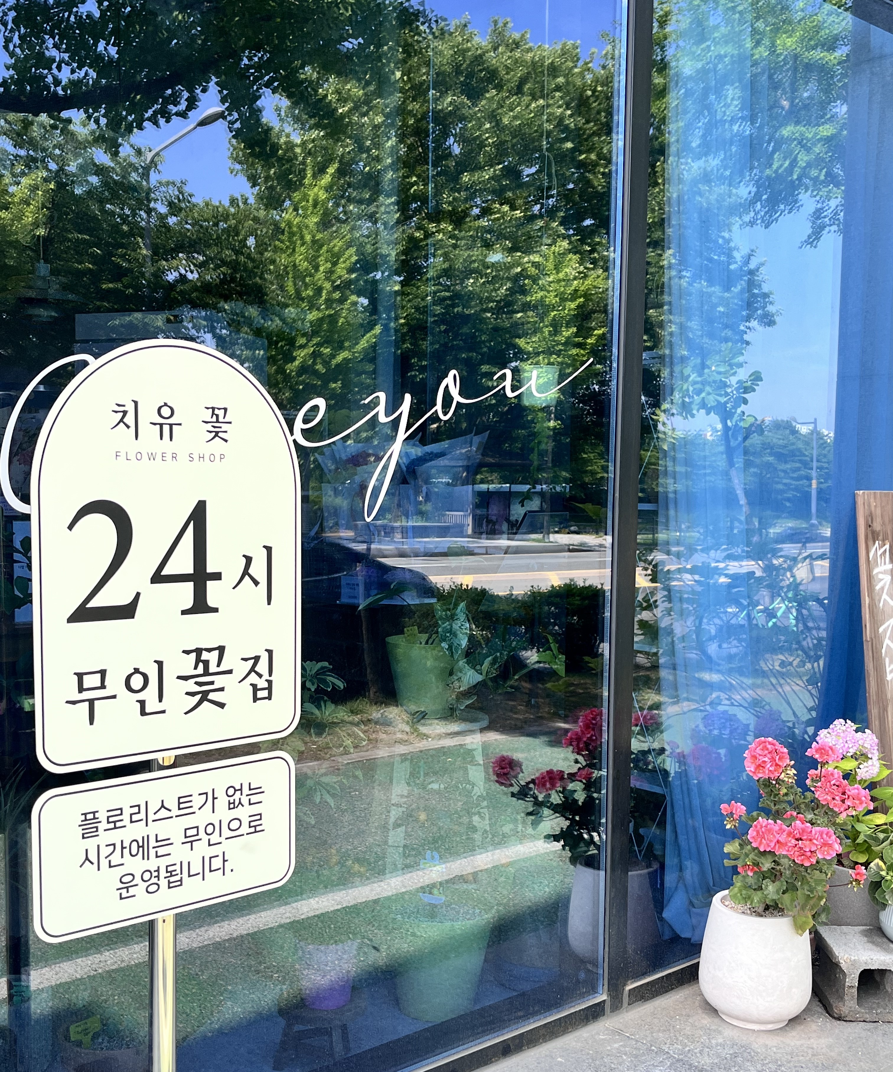 치유꽃 사진 4